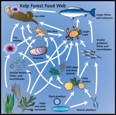  巨核藻：一種單細胞生物，同時也是水域食物網中的重要成員！