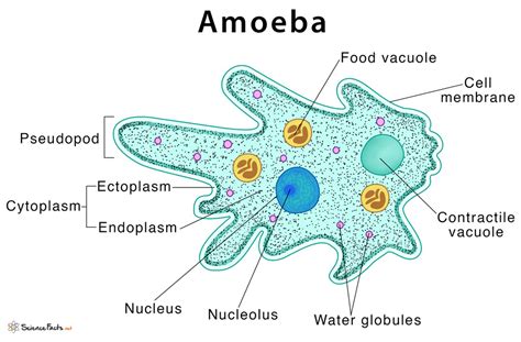  格里氏裸阿米巴，一種擁有獨特偽足構造的迷人單細胞生物！