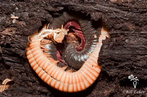   Huntingdon Millipede: A Masterpiece of Molting and Midnight Munching!