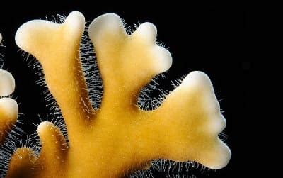  Millepora 擁有刺sieur的珊瑚：究竟是花還是動物？