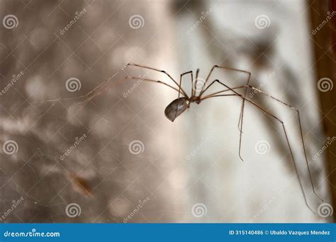  Pholcus，A Spider That Lives Life On A Tightrope!