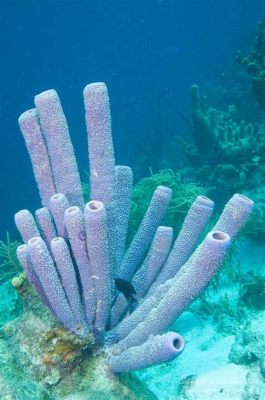  紫水晶海綿！一種色彩斑斕的海洋生物，擁有令人驚嘆的濾食能力！