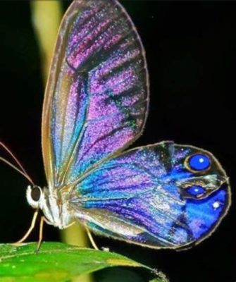   violet-winged butterfly 牠們的翅膀如紫羅蘭般美麗，且擁有令人驚嘆的遷徙能力！